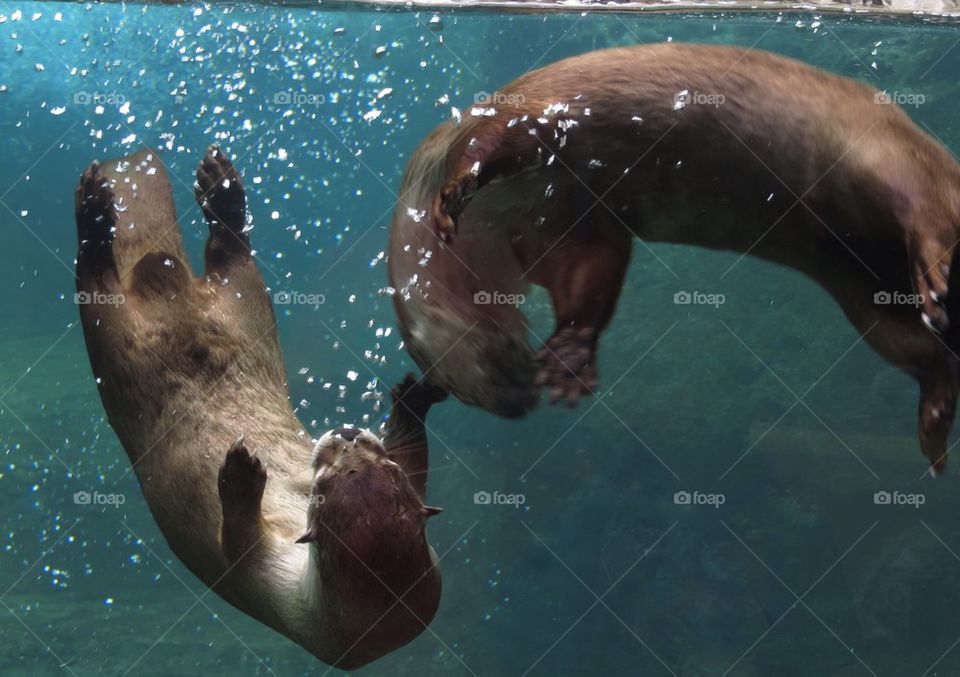 Playful otters