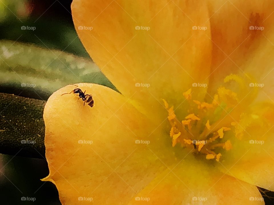 A little flower in the bush, and suddenly, an ant starts walking, exploring it...