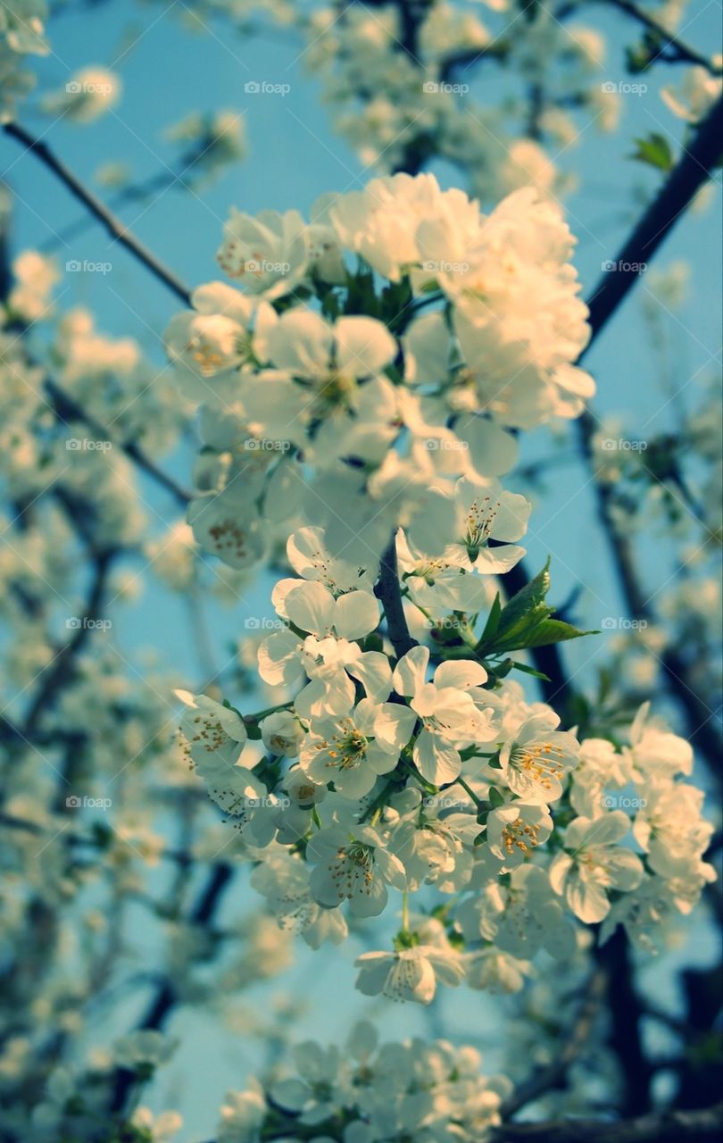 White flowers