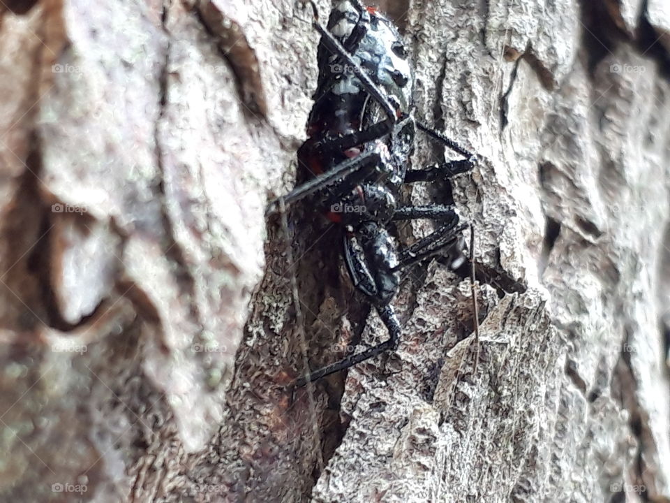 assassin bug