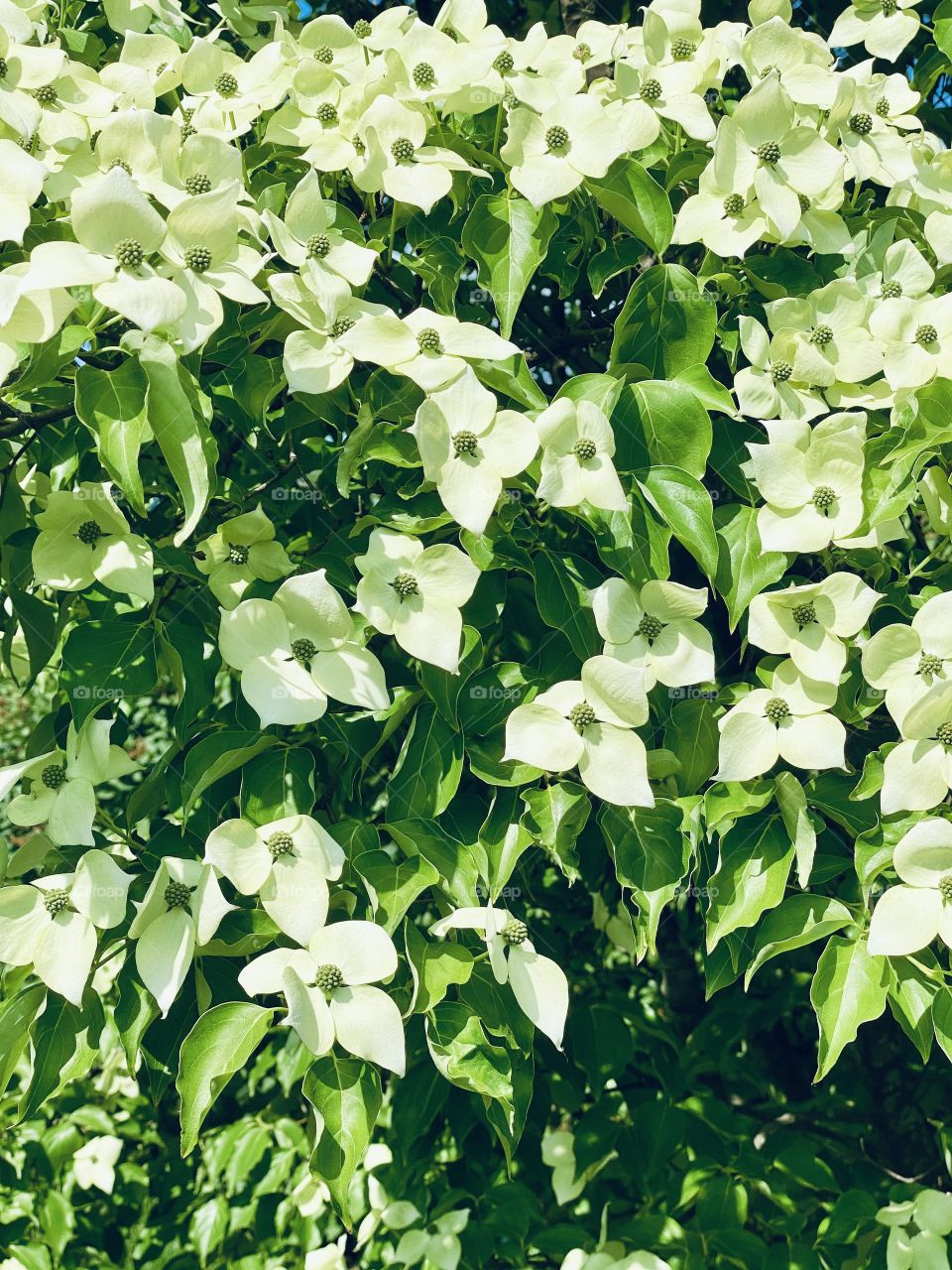 Prolific White Blossoms on the Kousa Dogwood Tree