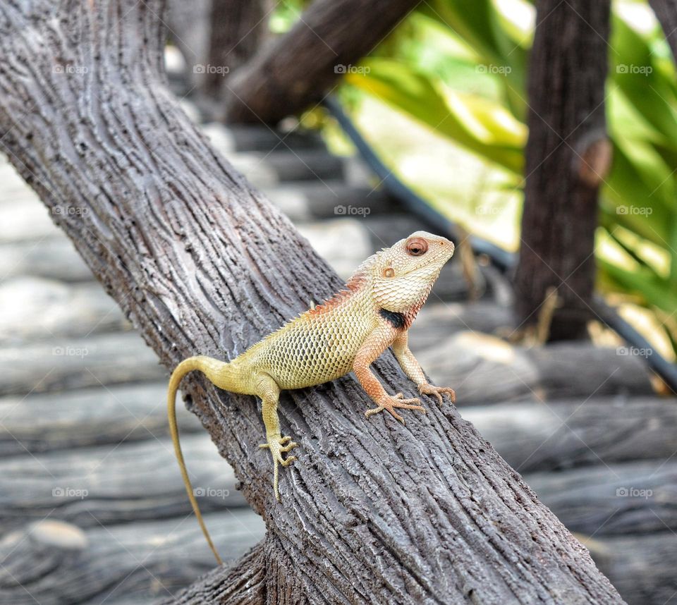 Urban Lizard