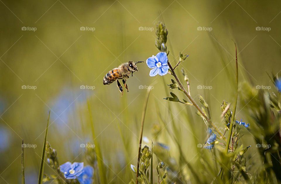 Bee on summer wildfowers