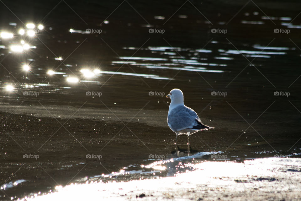 Seagull on the beach 