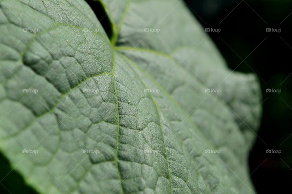 Cucumber Leaf