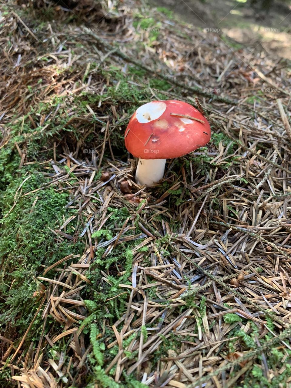 “Wild Red” , lonely wild mushroom 