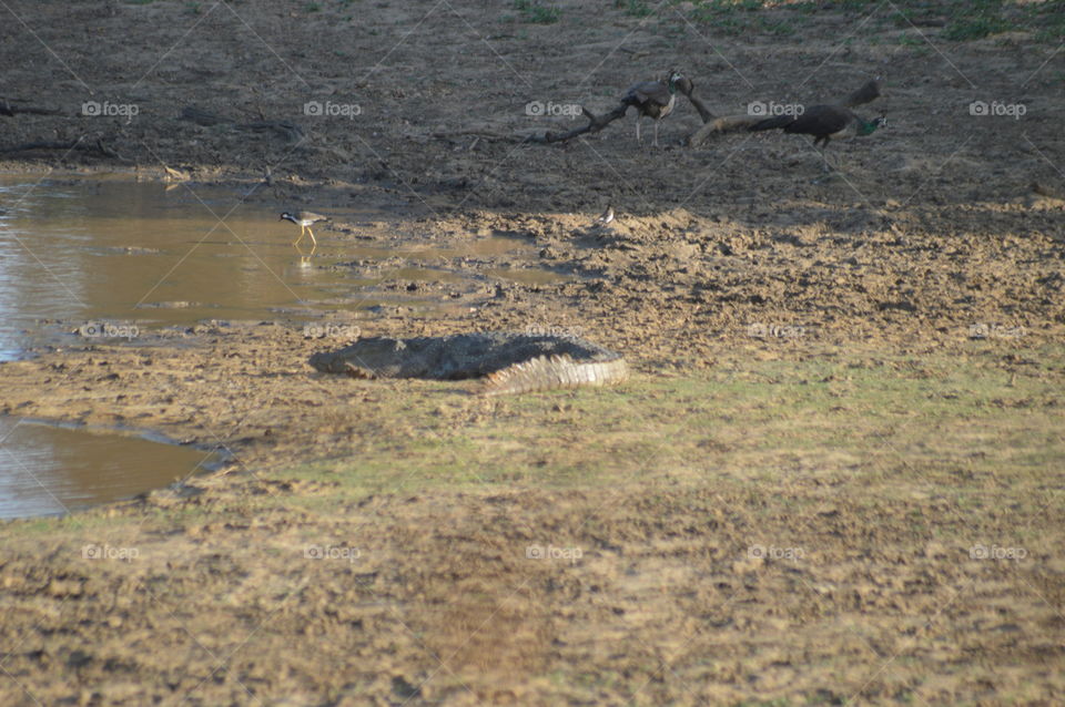 Yala national park 