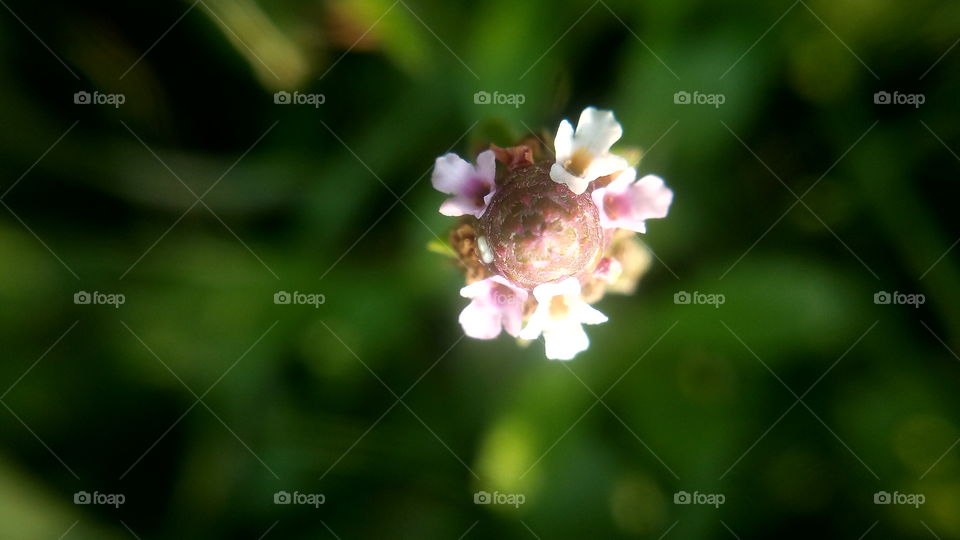 the most beautiful blooming little flowers in my garden