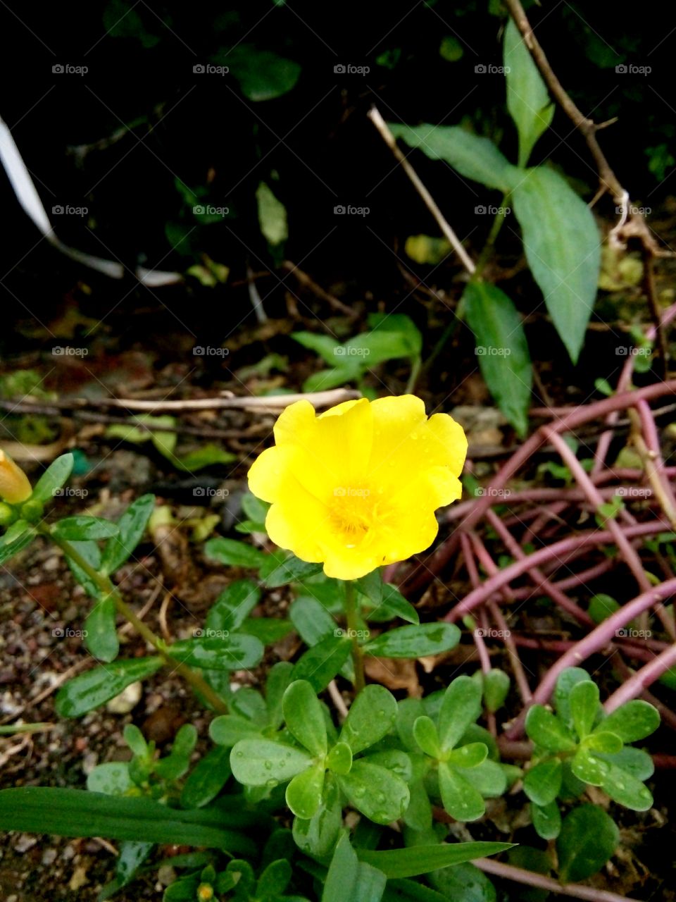 yellow,yellow flower,A great photo,a photo for everyone,a memorable photo,a no. photo,a photo to cherish,a beautiful photo,a great photo for the best people,an evergreen photo,a photo to remember for years,the best result of great photography