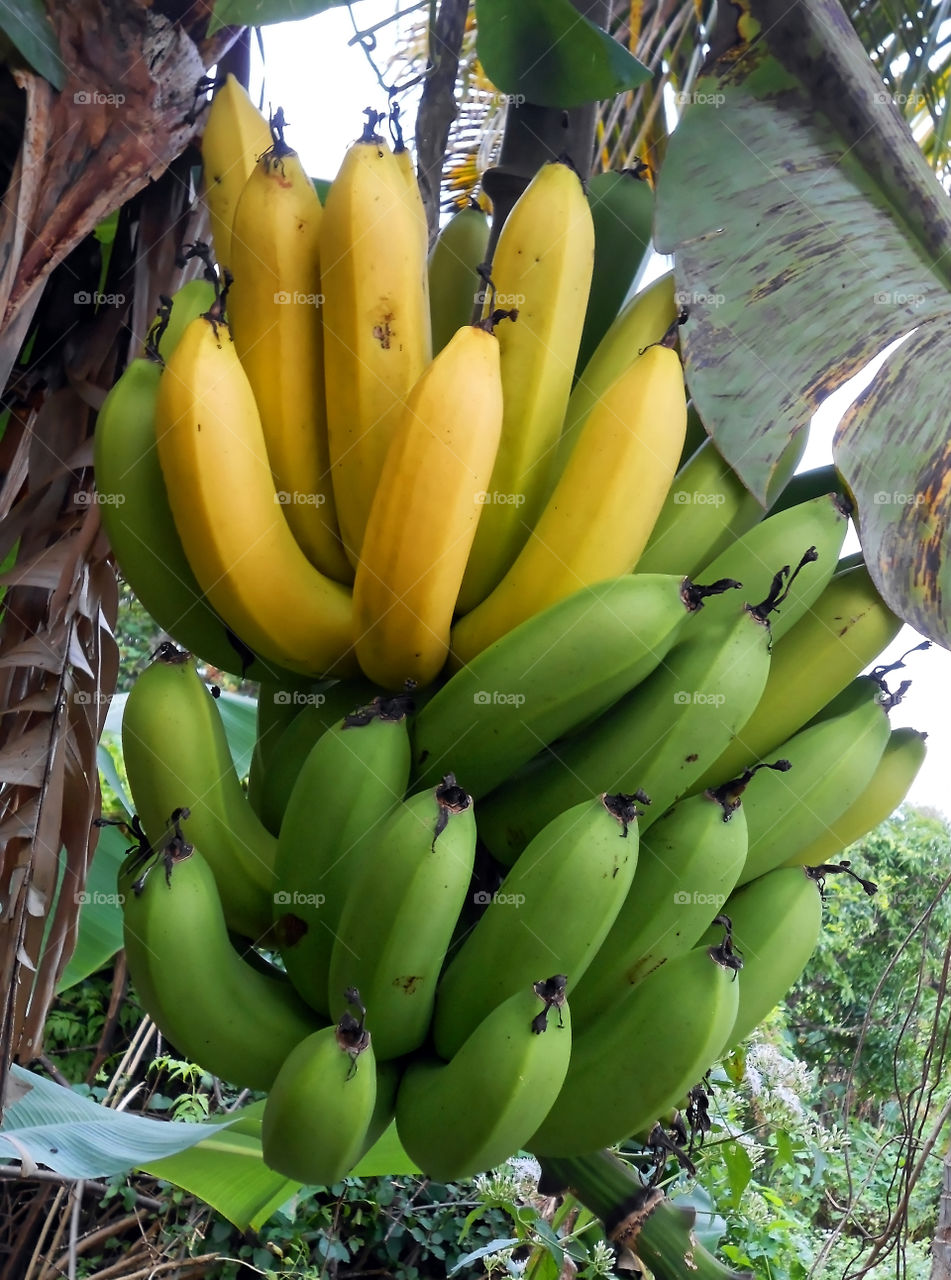 Ripe Bananas On Tree