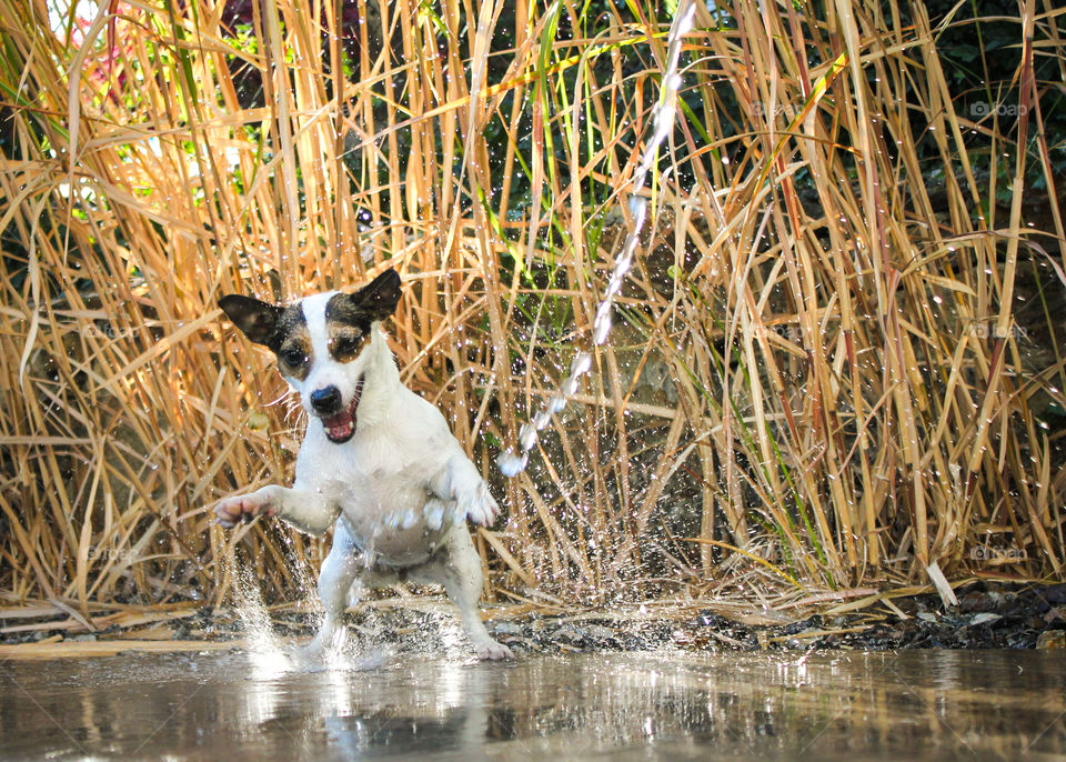 Dog cheerfully playing with water. 