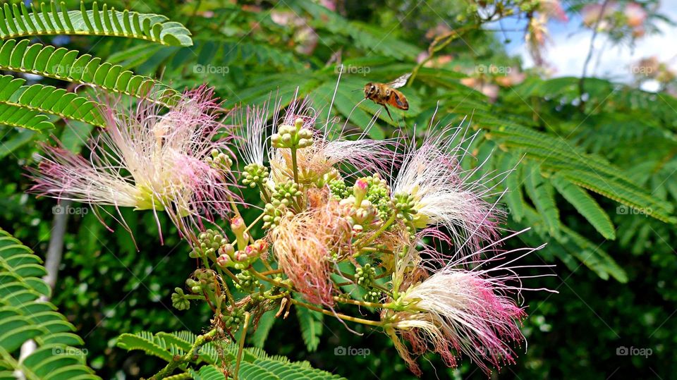 A honey bee hovers the bloom. Persian Silk Tree - The Silk Tree is a fast-growing, short-lived, small to medium size deciduous tree. It typically is found along roadsides, grasslands, vacant lots, clearings, or flood plain areas.