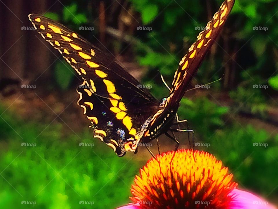 Butterfly