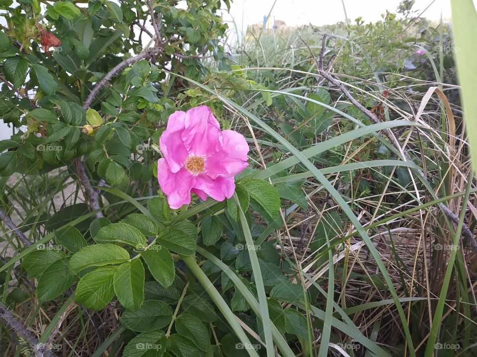 pink beach rose