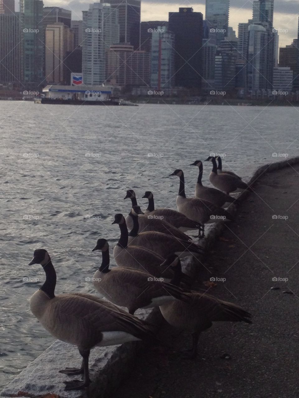 Water, City, River, No Person, Bird