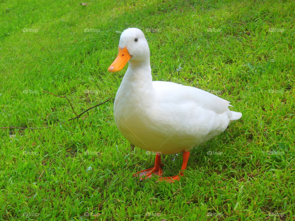 Duck