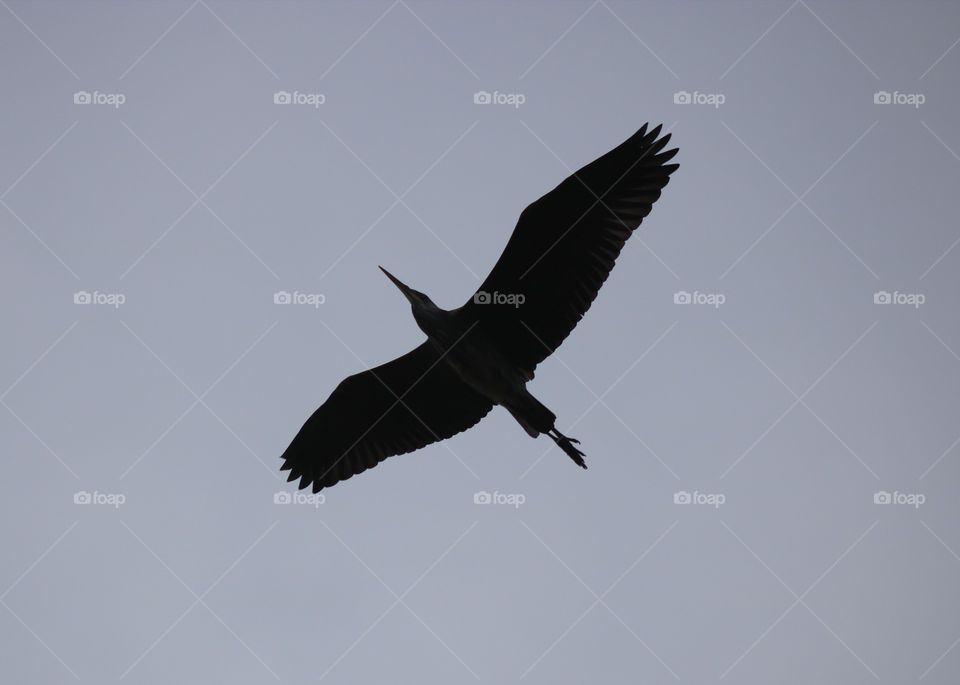 I like this bird :) huge :)