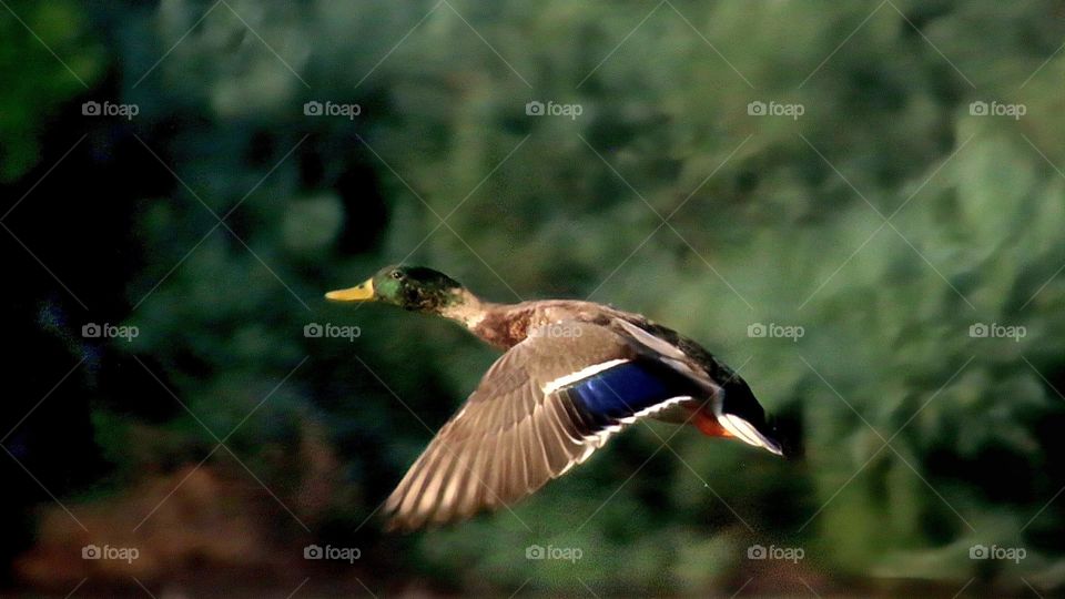Mallard Duck in Flight