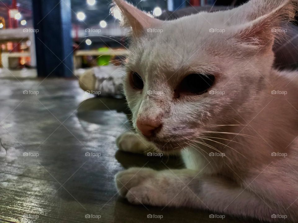 Stray cat keep calm on the alley