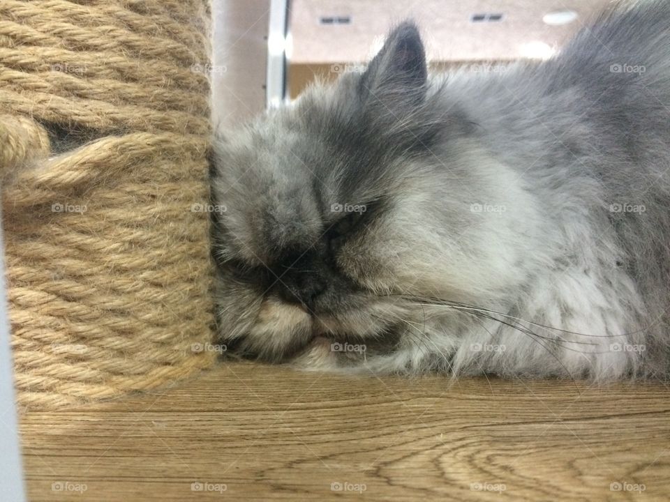 Sleepy cat