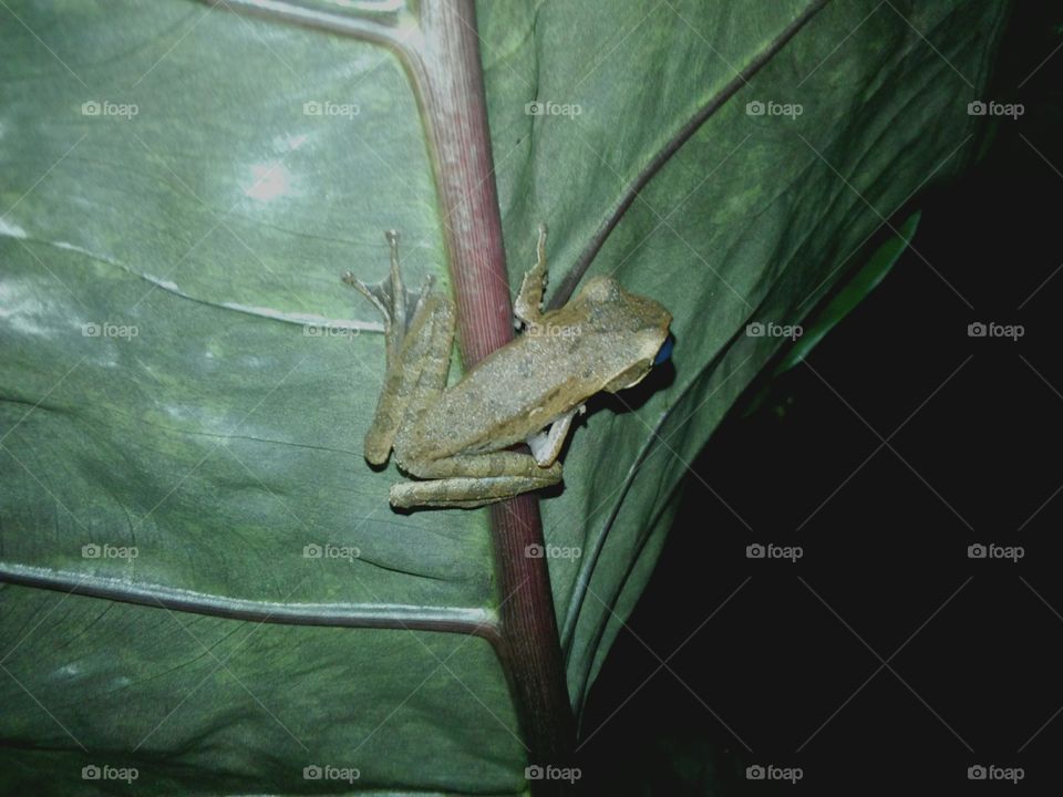 a frog on calady leaf