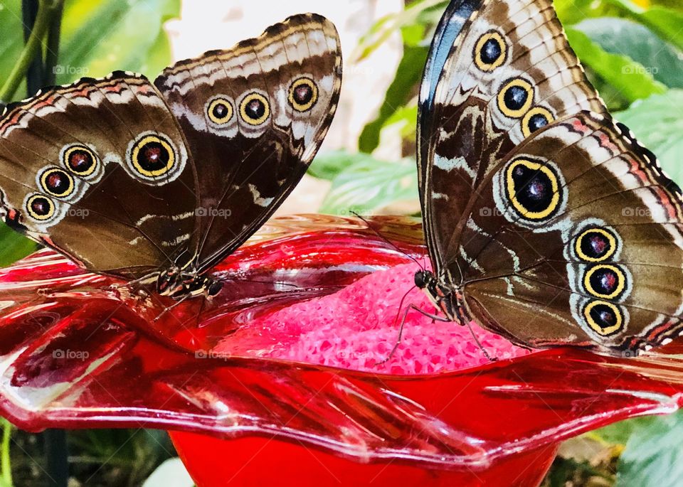 Butterflies drinking nectar