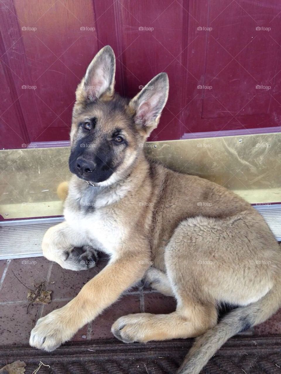 Sweet German Shepherd puppy. 