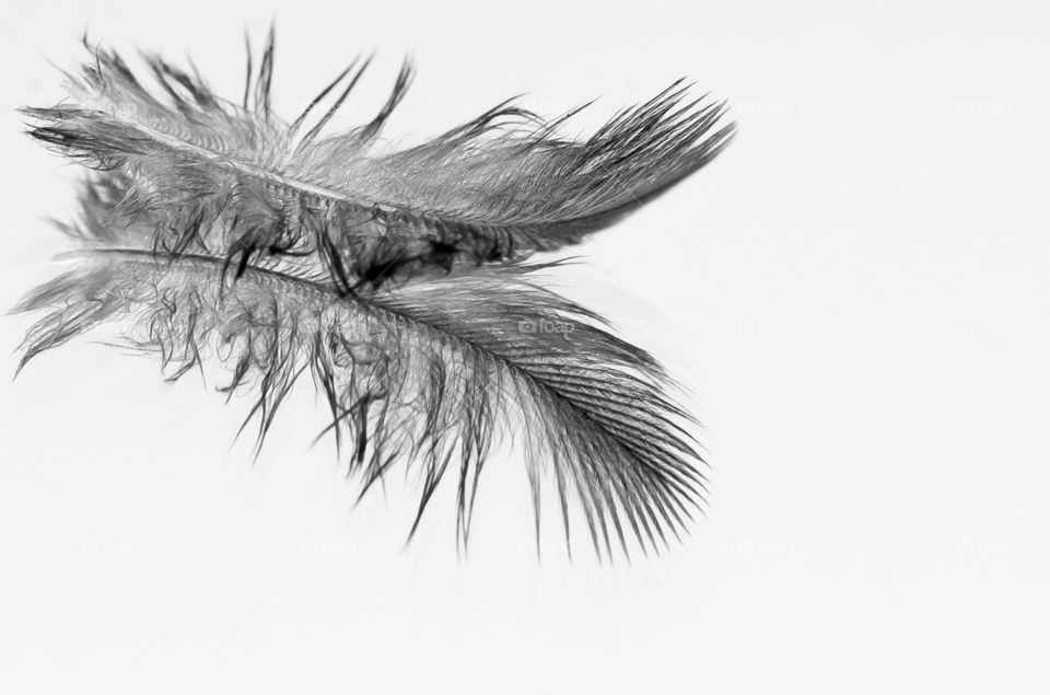 The feather