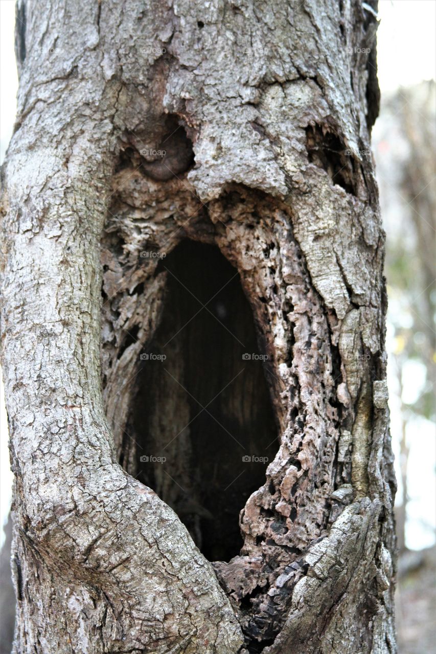 a tree trunck that looks like a face.