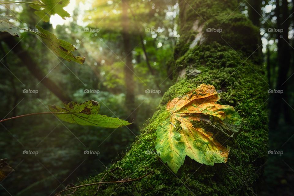 Autumn leaf under sunlight in the forest