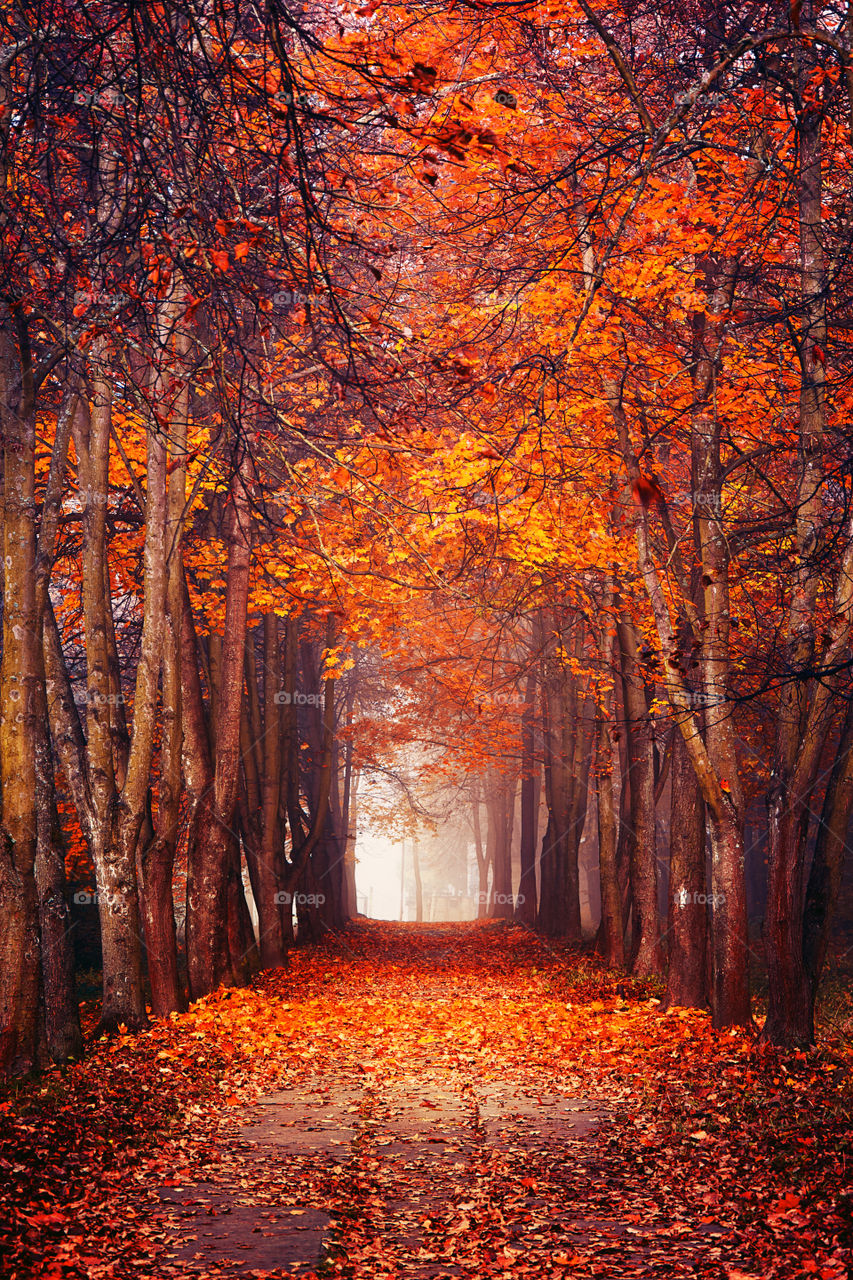 Footpath in forest