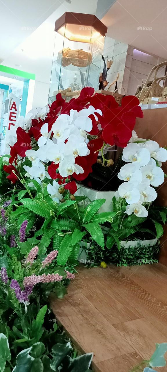 red and white Orchid Flower