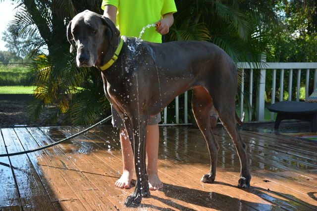 My son washing our  big blue Great Dane. 