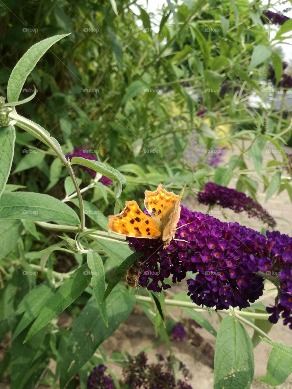 butterfly orange