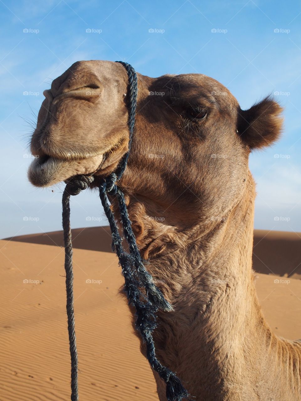 Camel in the Sahara desert 