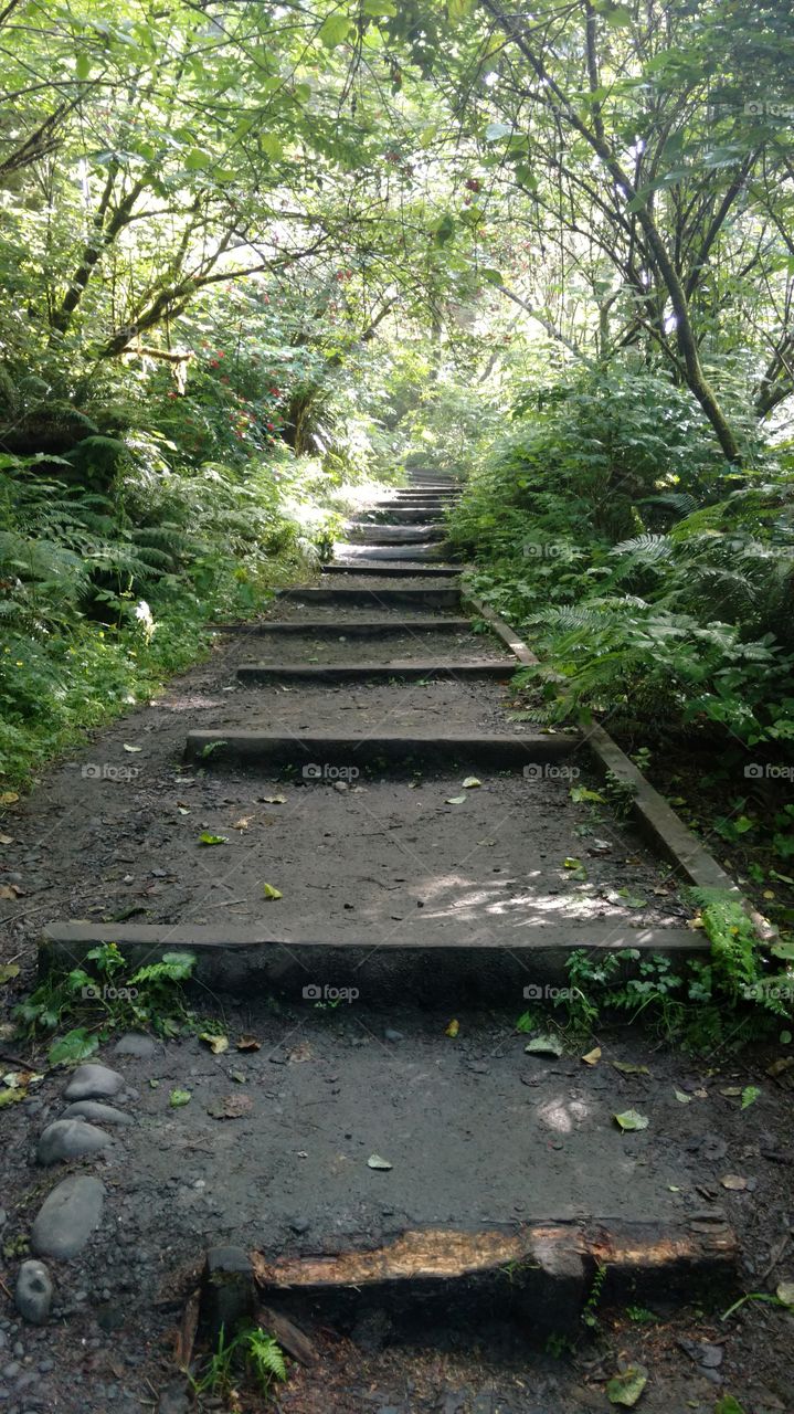 Steps Through The Woods