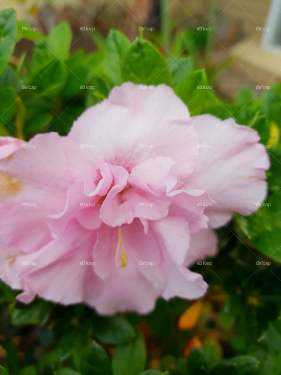 Pale pretty pink flower