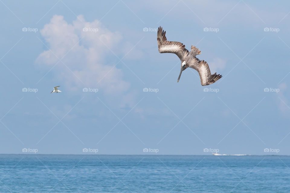 Brown pelican bird diving fast towards the ocean water hunting for fish on a sunny summer day 