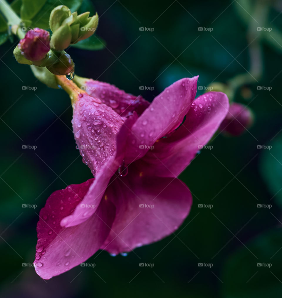 Allamanda  - closeup