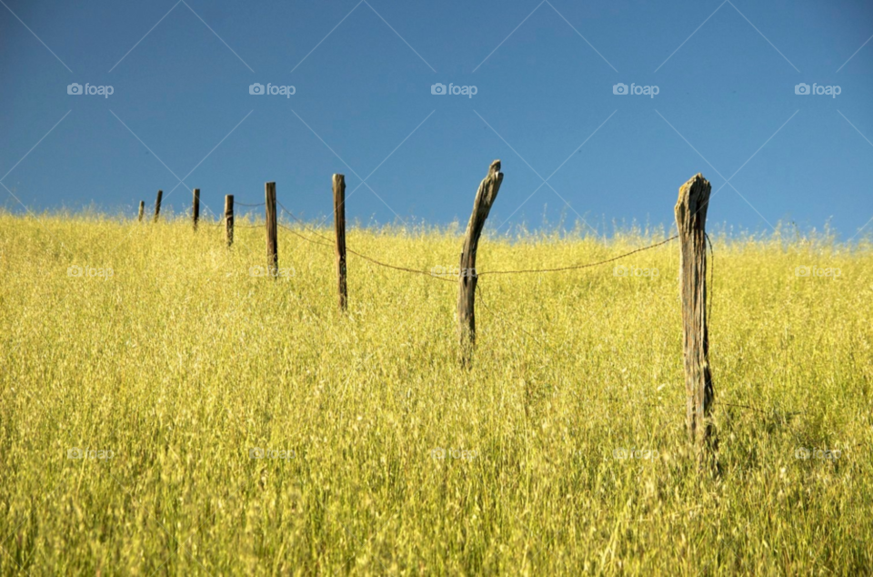 california field wood grass by stephenkirsh