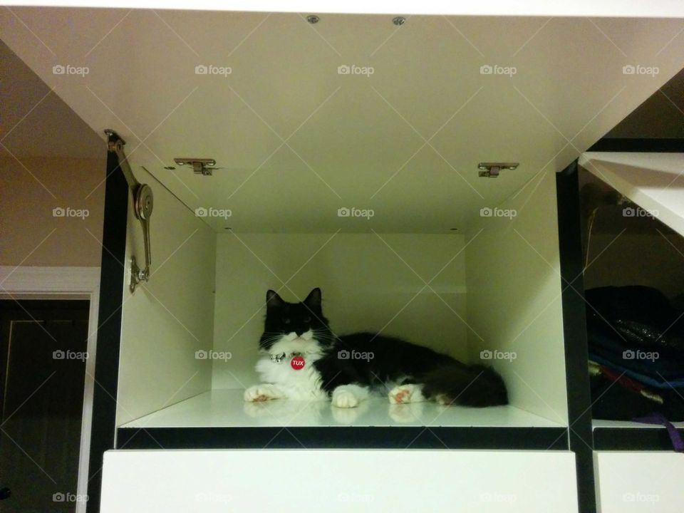cat in closet