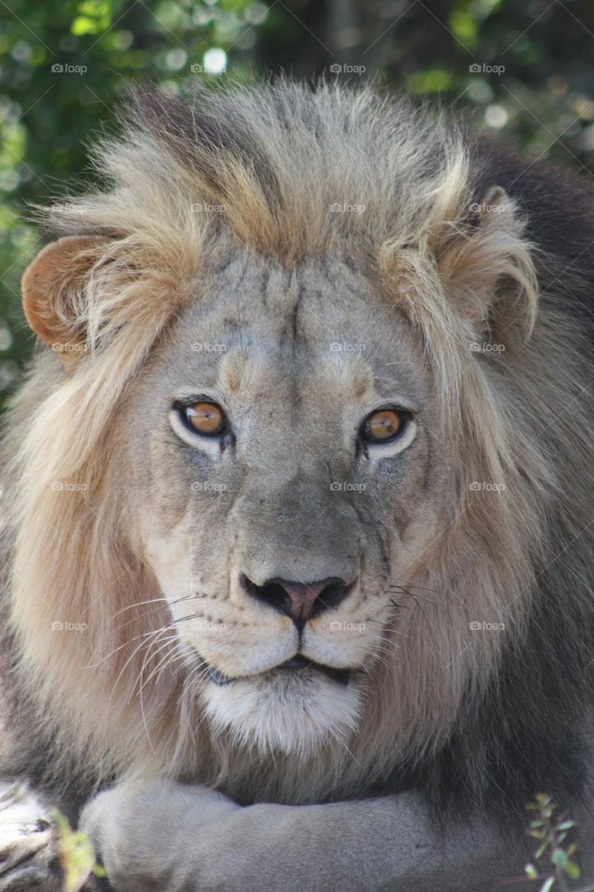 male lion