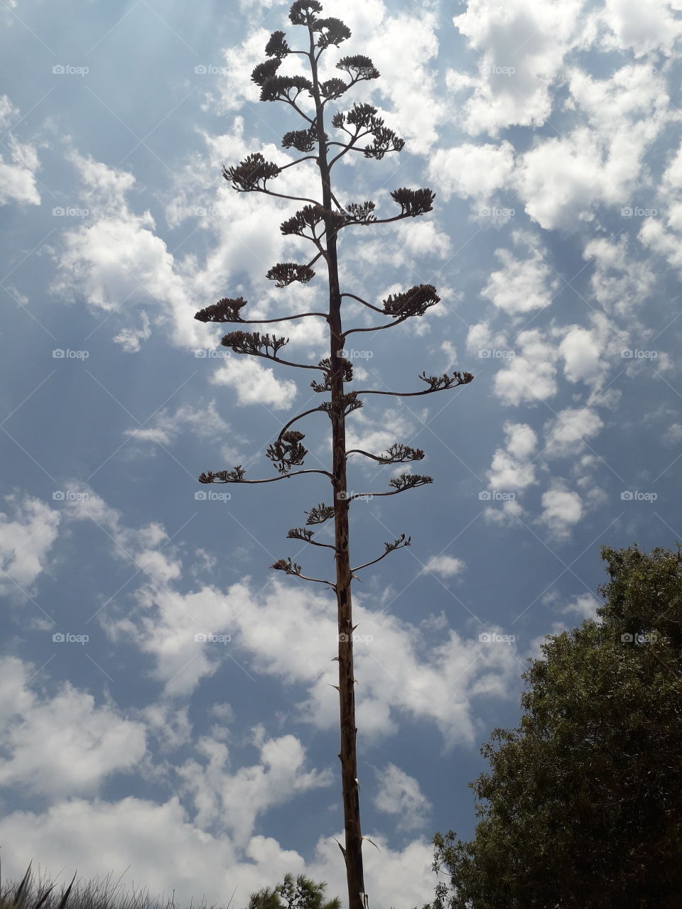 "Tree in the sky"