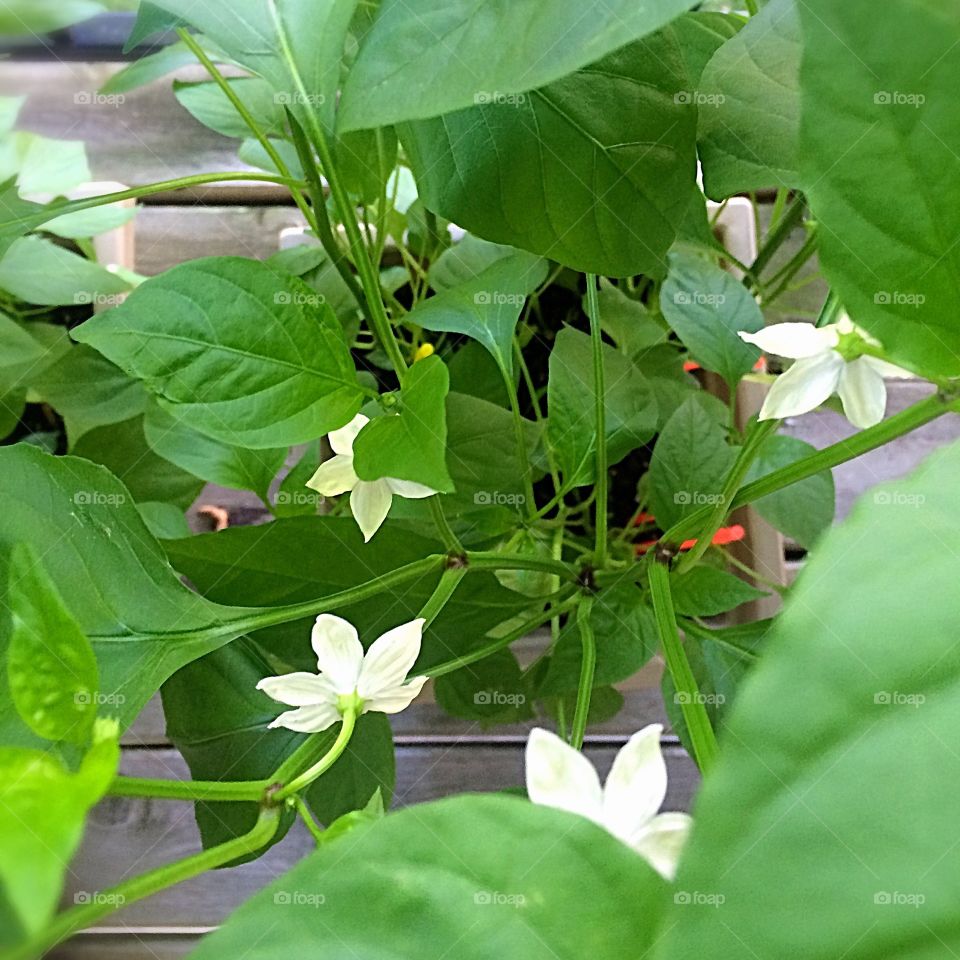 Pepper blossoms
