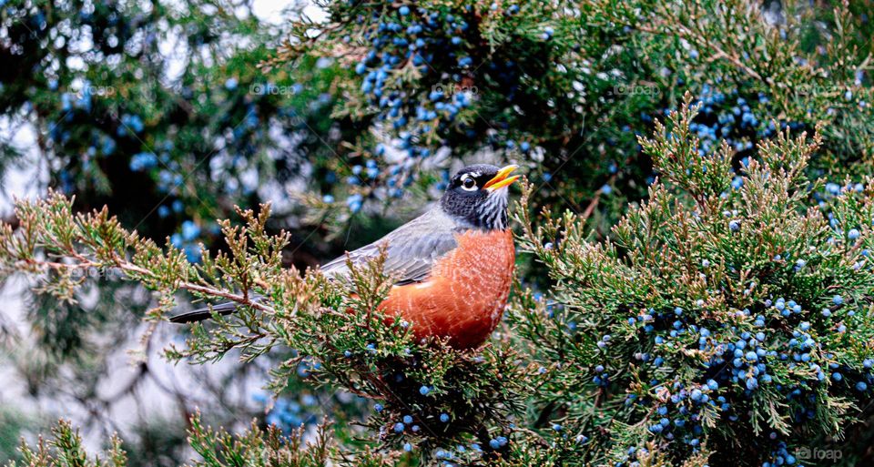 bird in a tree with berries