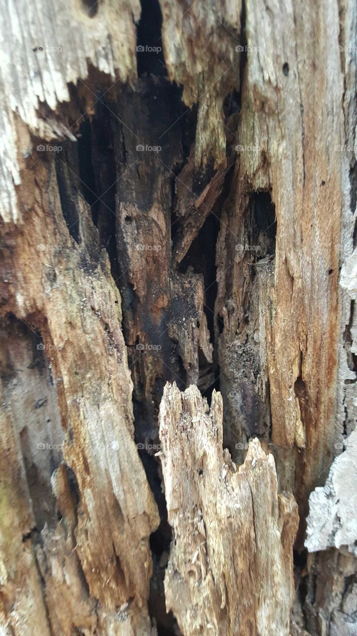 Inside a Tree