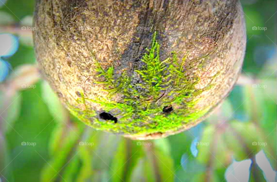 Vaso de casca de coco