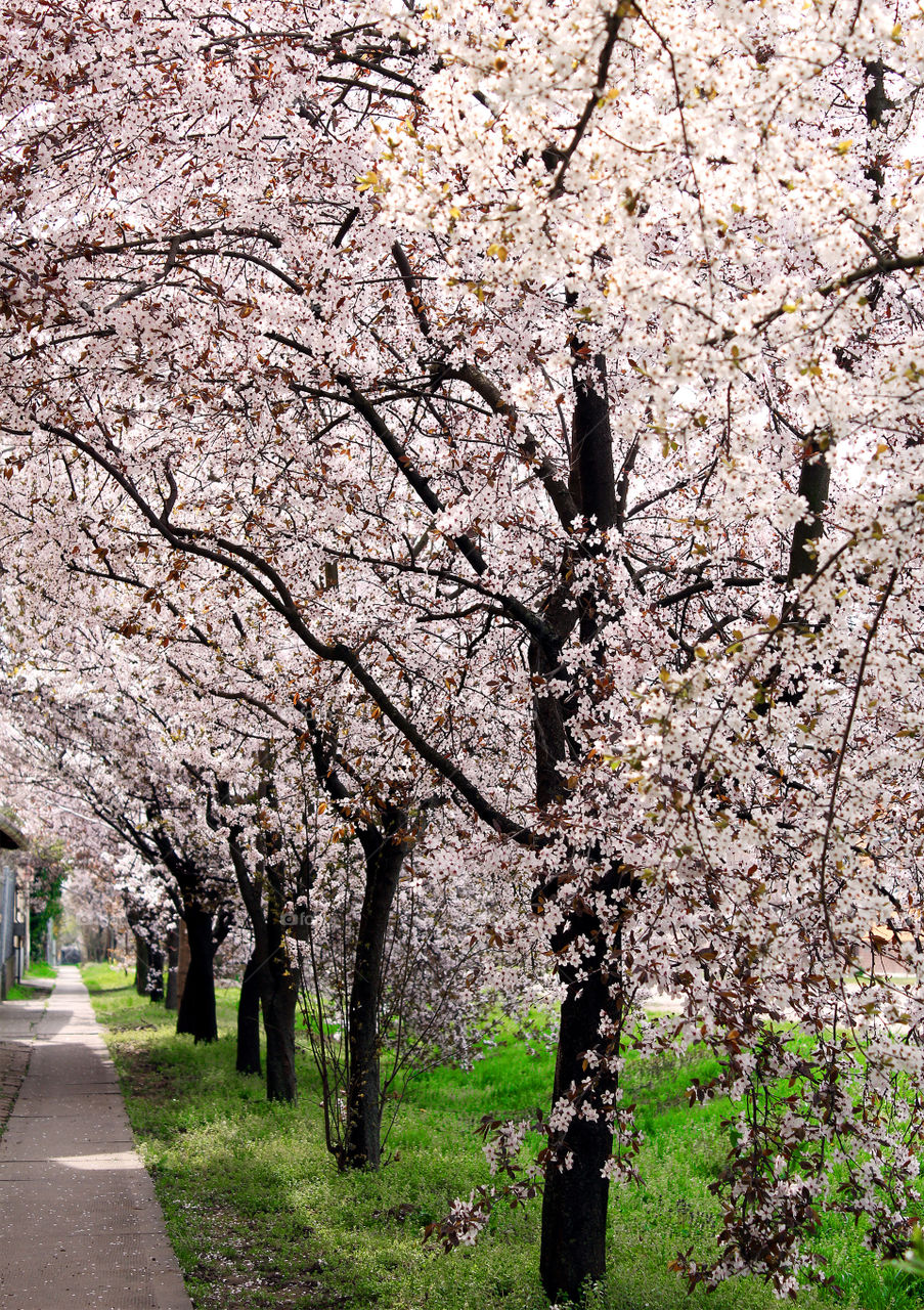 Spring flowers bloom.