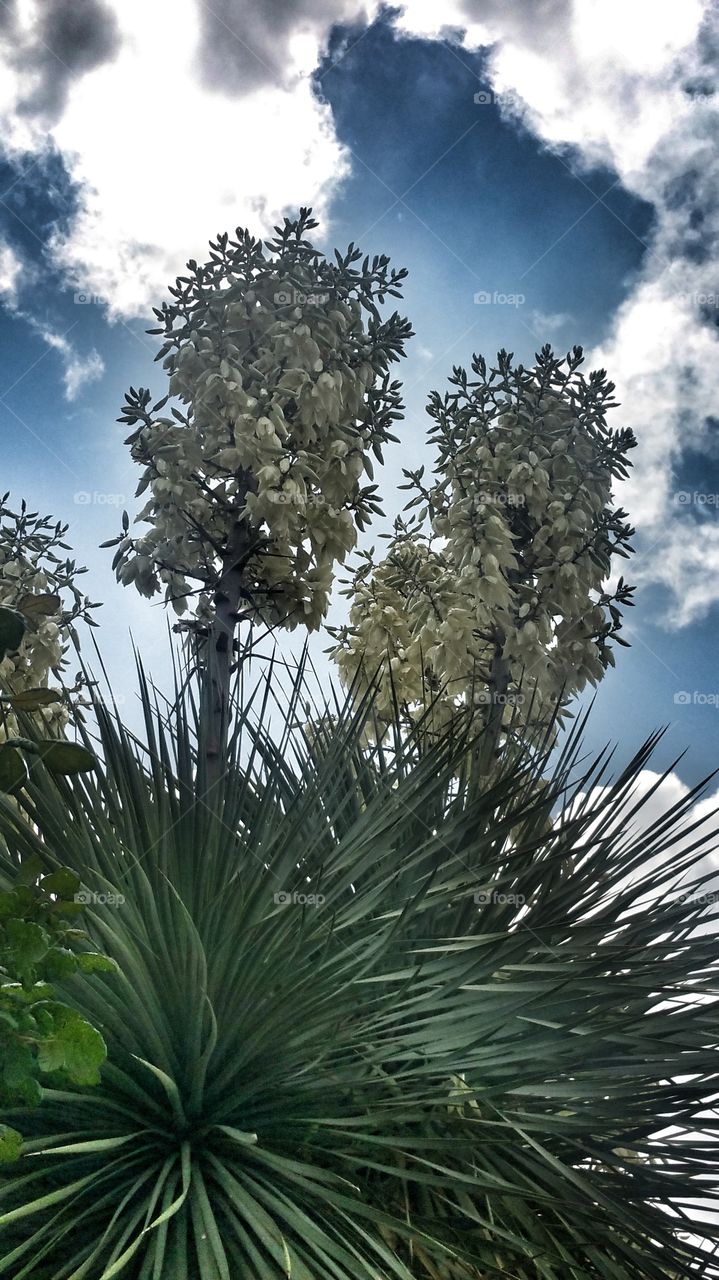 Yucca In Bloom