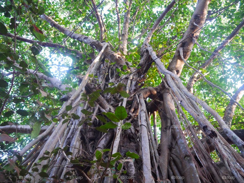 Low angle view of banyan tree in india